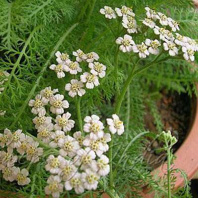 White Yarrow growing in a wildflower meadow
