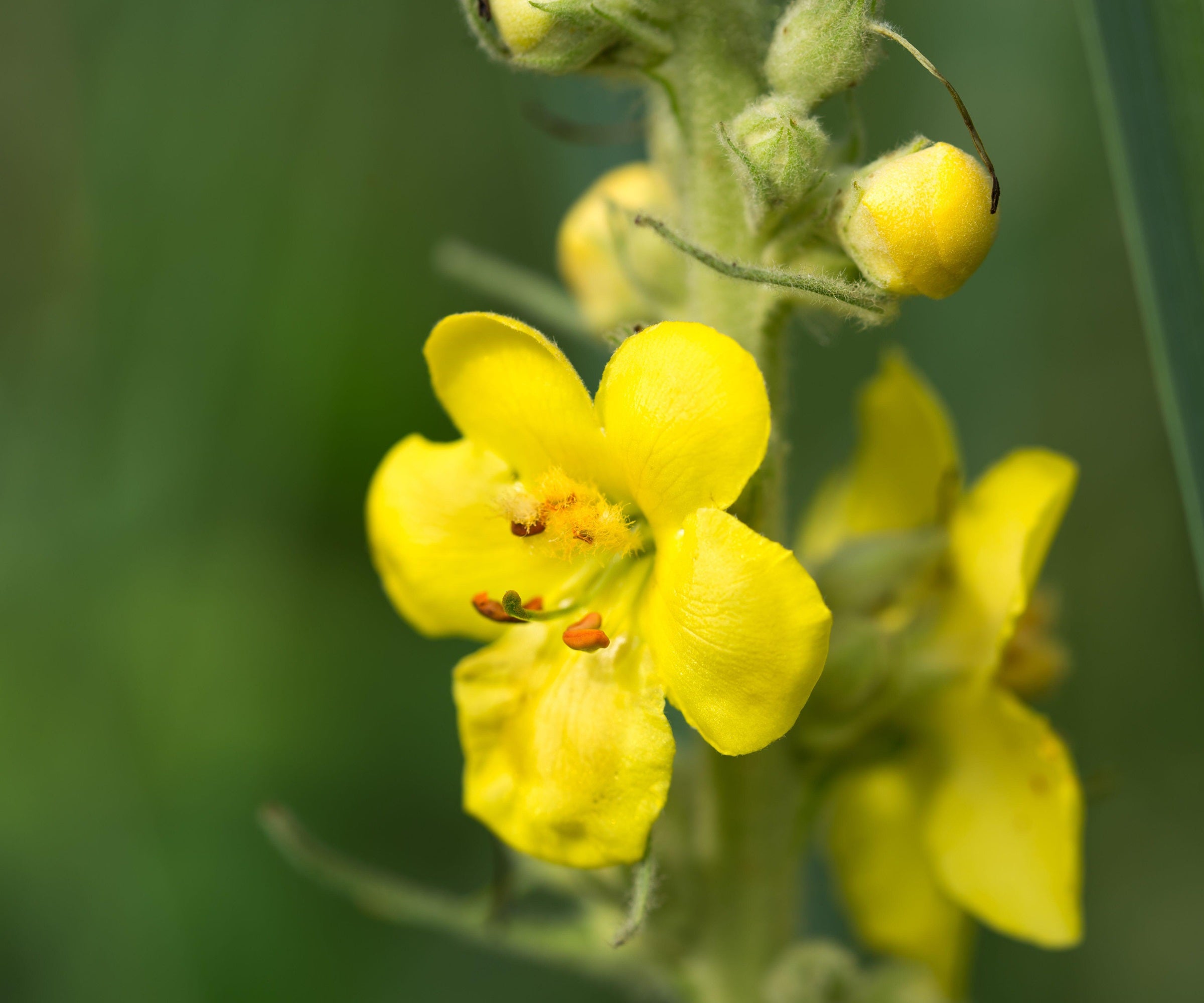 Drought-Tolerant Yellow Woolly Mullein Plants