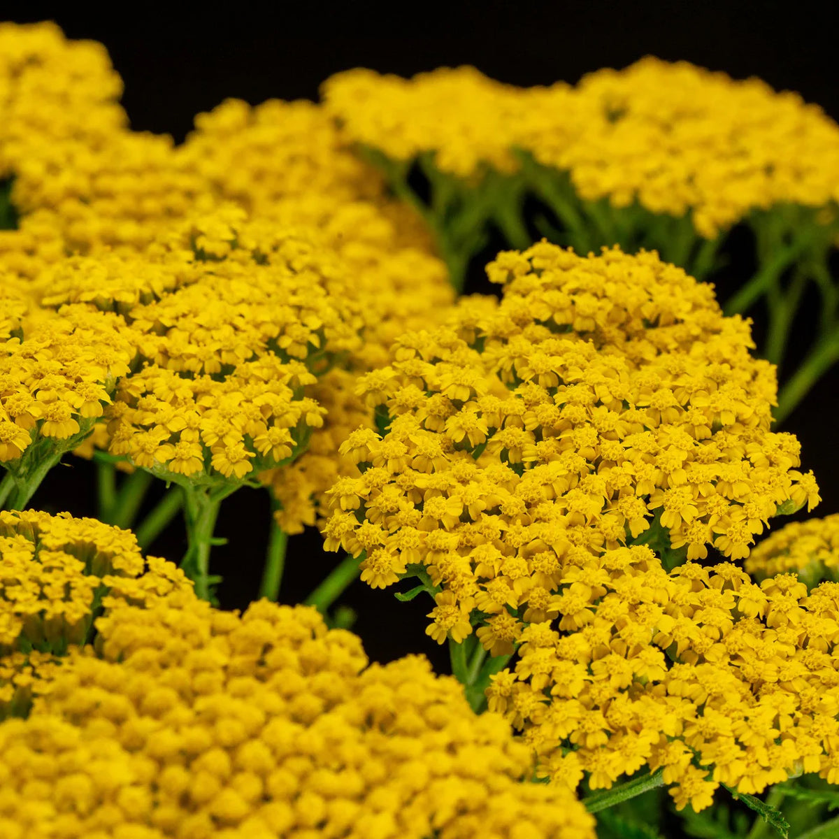 Yarrow (Yarrow Flower) seeds for planting in home garden