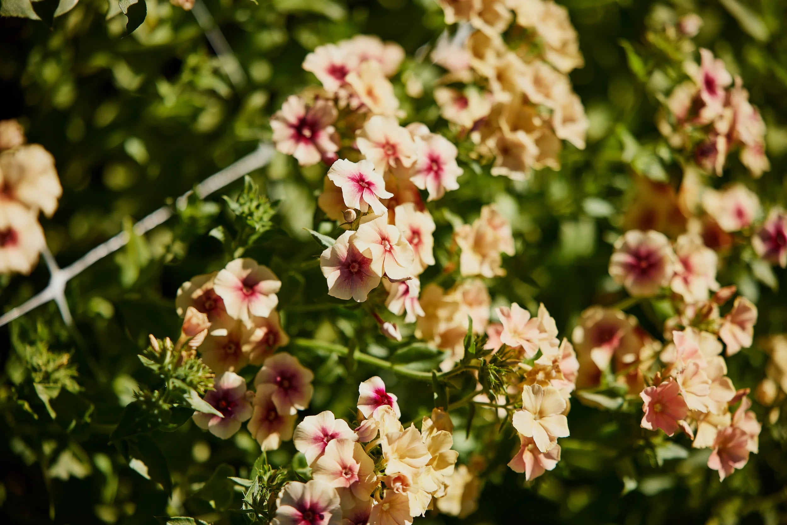 Bright Drummondii blooms for garden borders and beds
