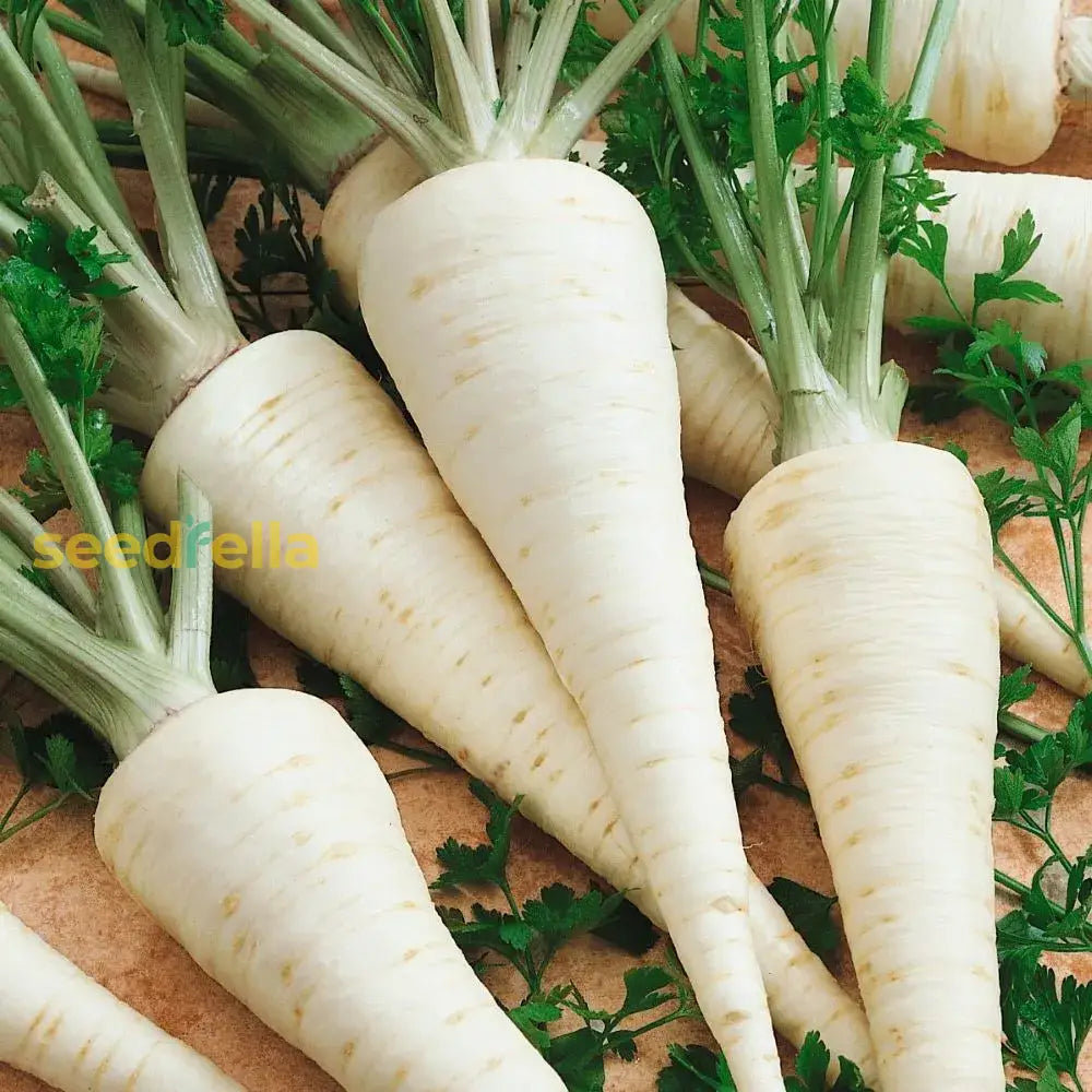 Dual purpose Hamburg Parsley seeds