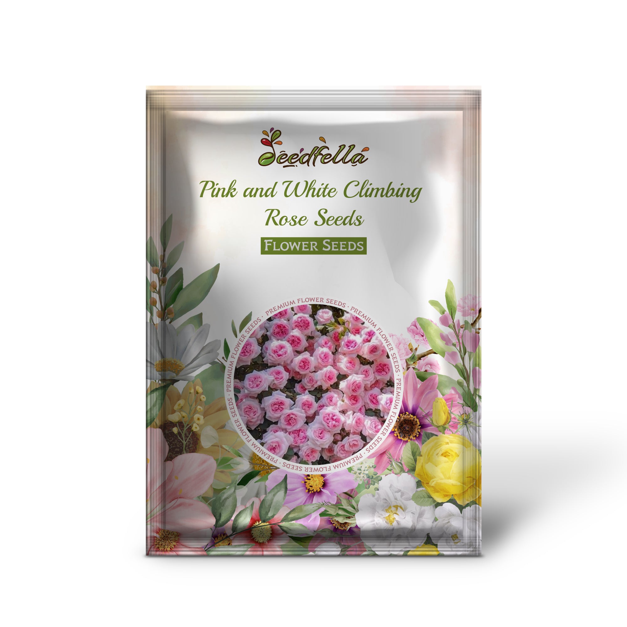 Pink and White Climbing Rose Blooms in Garden