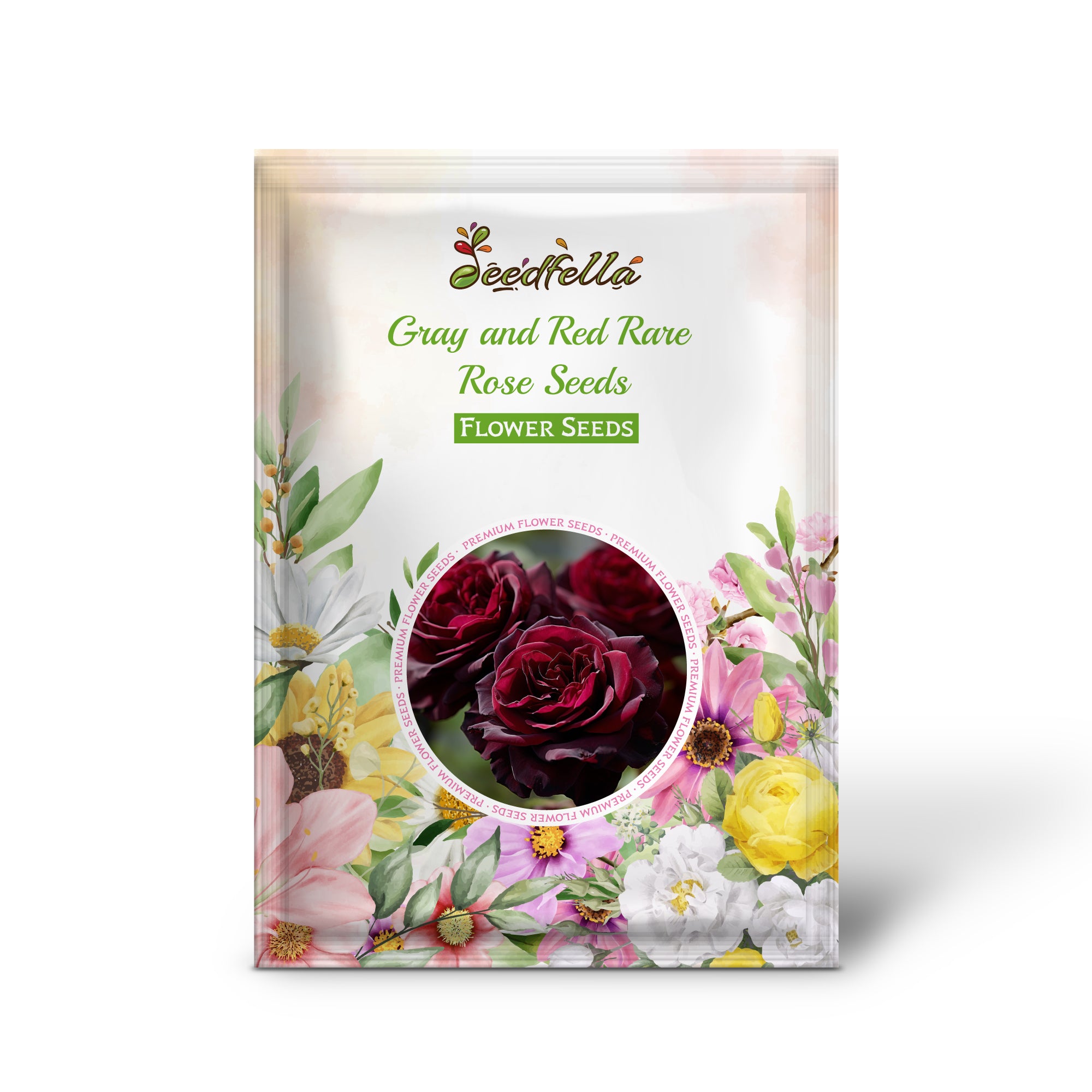 Dual-Tone Gray and Red Rose Blooms in Garden