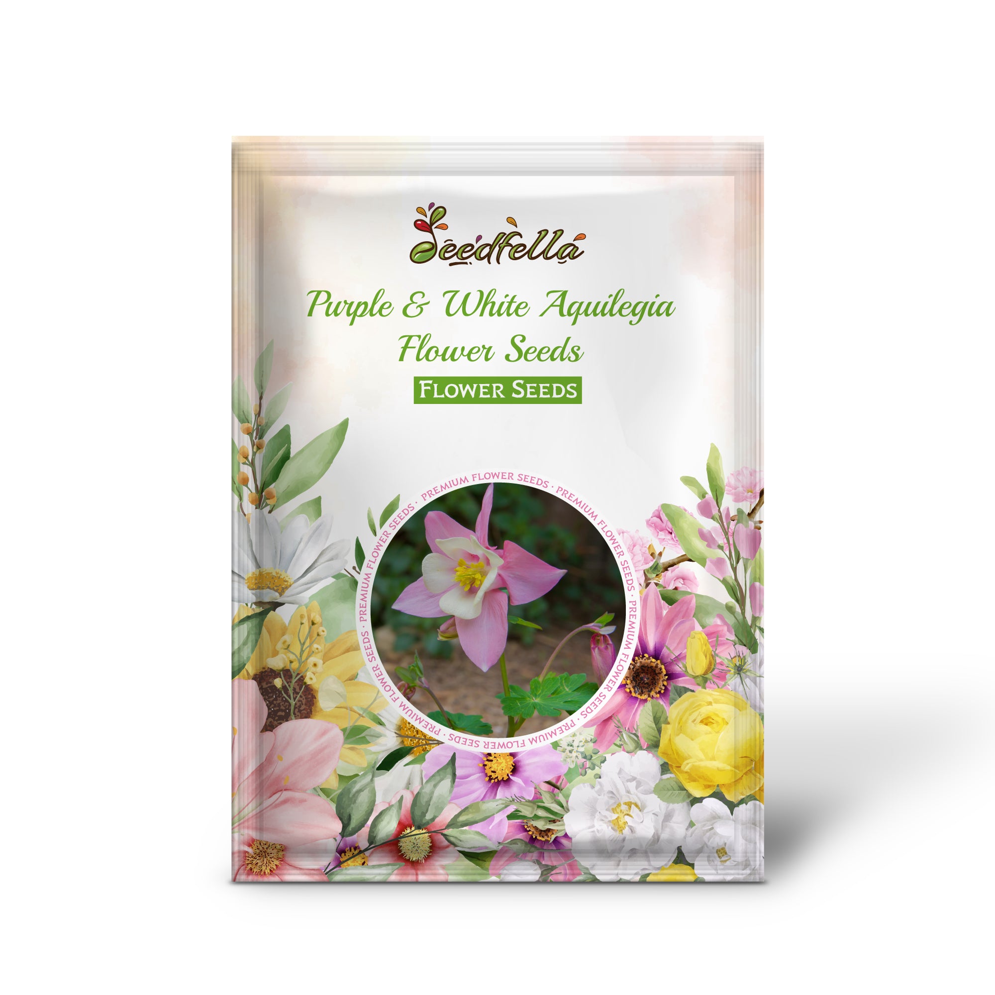 Dual-Tone Purple and White Aquilegia Blooms in Garden