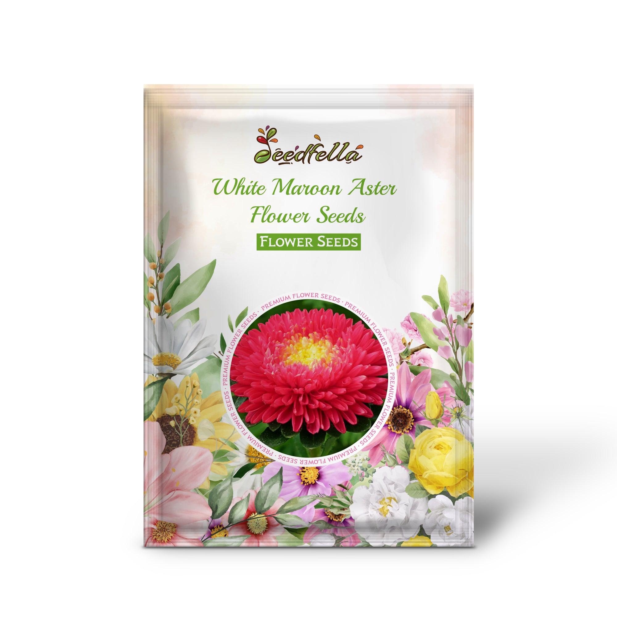 Dual-Tone White and Maroon Aster Blooms in Garden