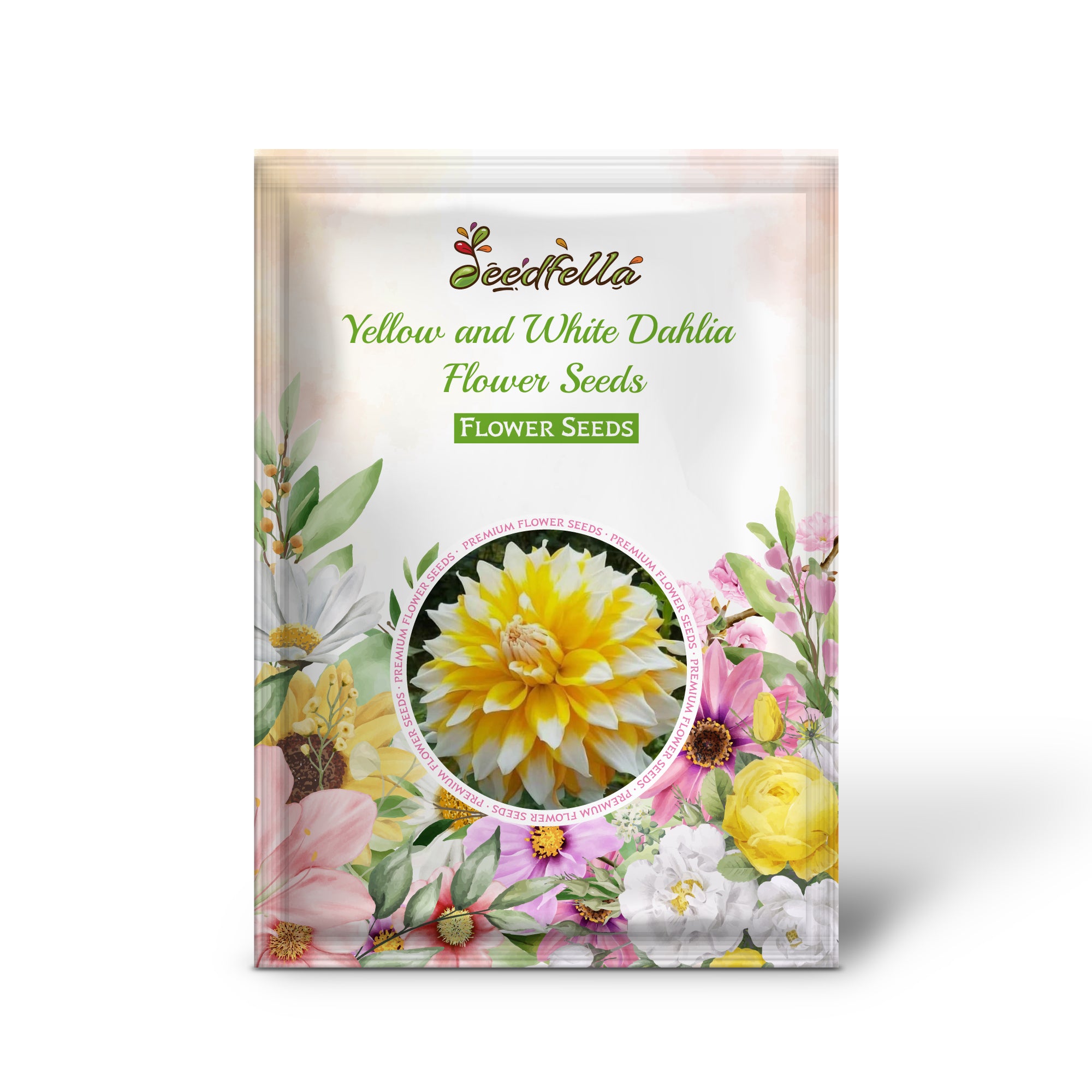 Dual-Tone Yellow and White Dahlia Blooms in Garden