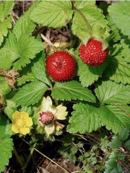 Duchesnea indica mock strawberry seeds forming dense green groundcover