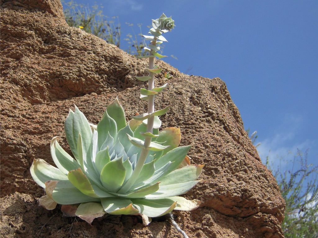 Close-up of Dudleya Farinosa succulent leaves
