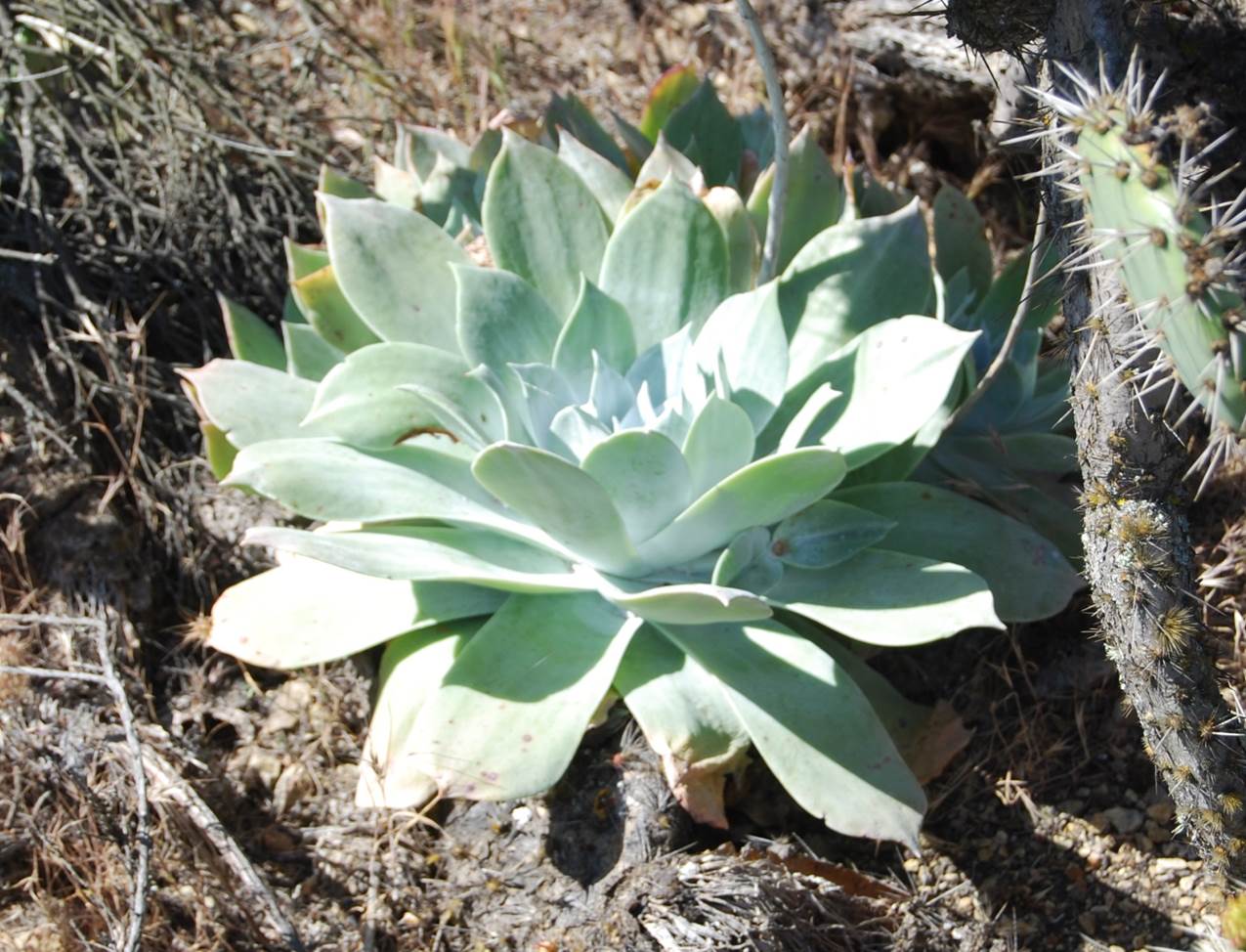 Silvery rosettes of Dudleya Farinosa growing outdoors