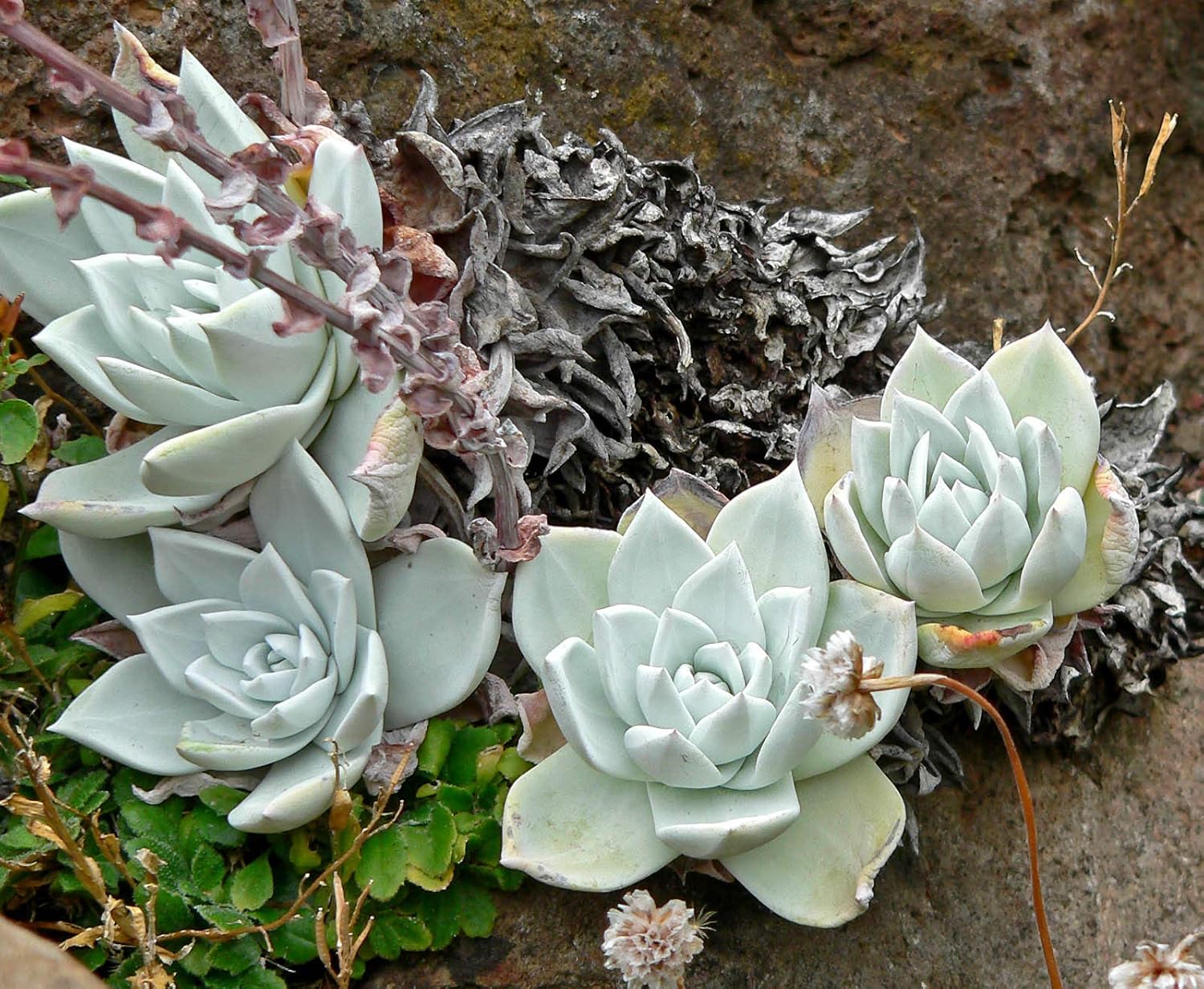 Dudleya Farinosa Succulent Seeds for Vibrant Garden Planting