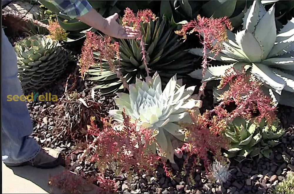 Dudleya Flower Seeds For Planting - Unique Succulent Garden