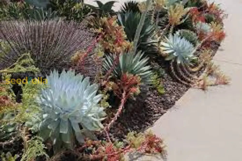 Dudleya Flower Seeds For Planting - Unique Succulent Garden