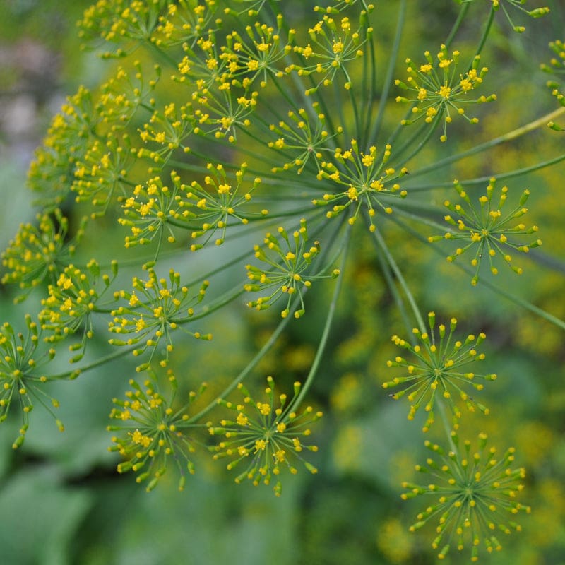Dukat Dill seeds Anethum graveolens fine foliage variety