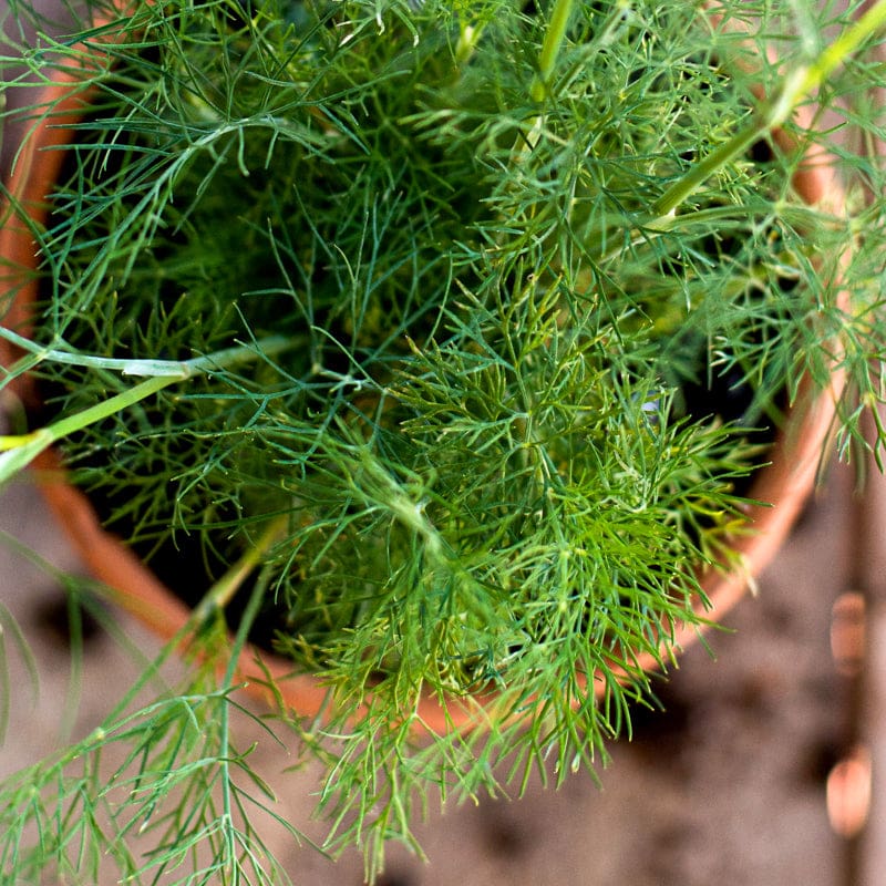 Dukat Strain Dill (Anethum graveolens) Seeds