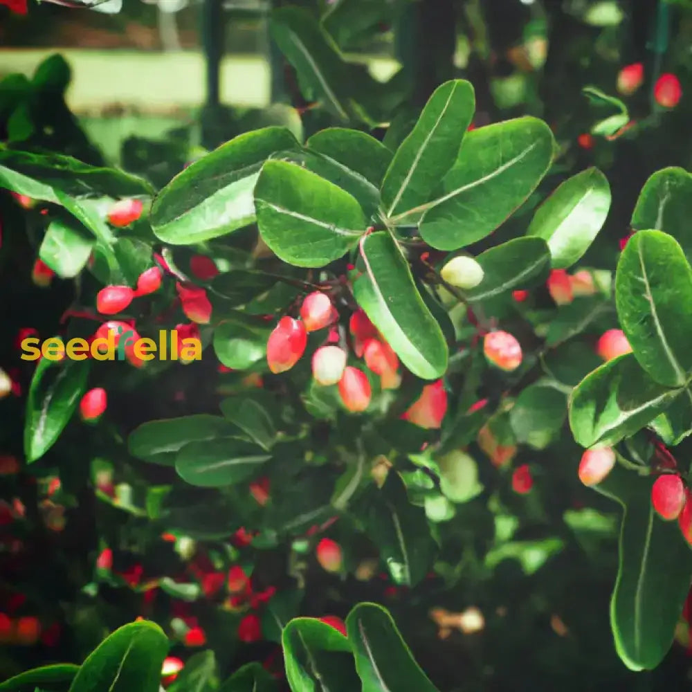 Dulcificum Fruit Seeds For Planting - Grow Miracle At Home