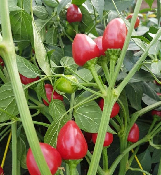 Dundicut chili pepper seeds for home gardening
