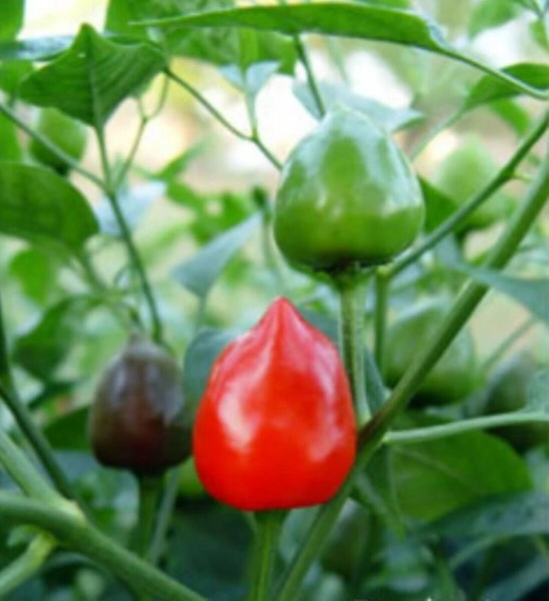 Green and red Dundicut chili seeds for planting hot pepper plants