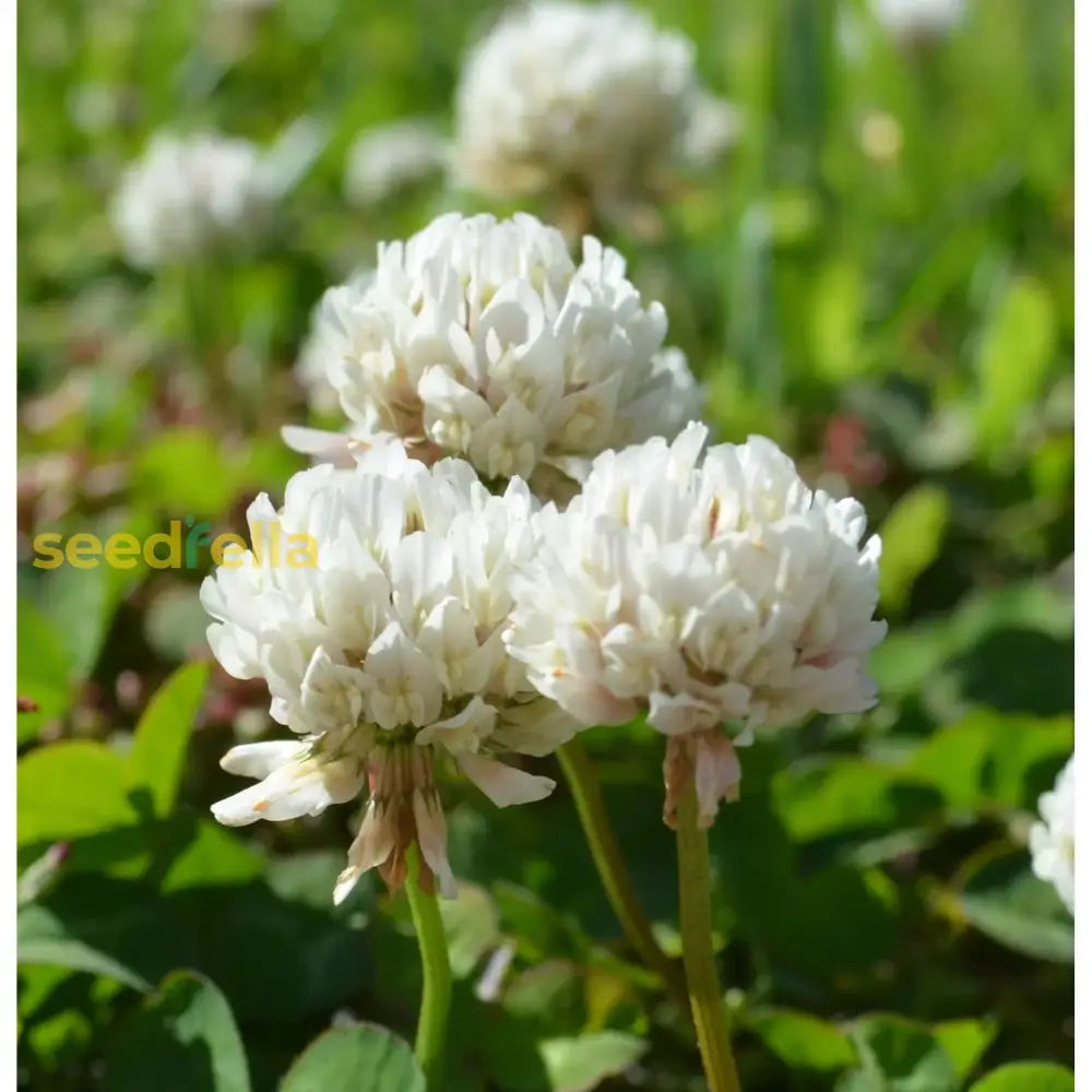 Dutch Clover Flower Seeds: Planting Guide For Successful Growth