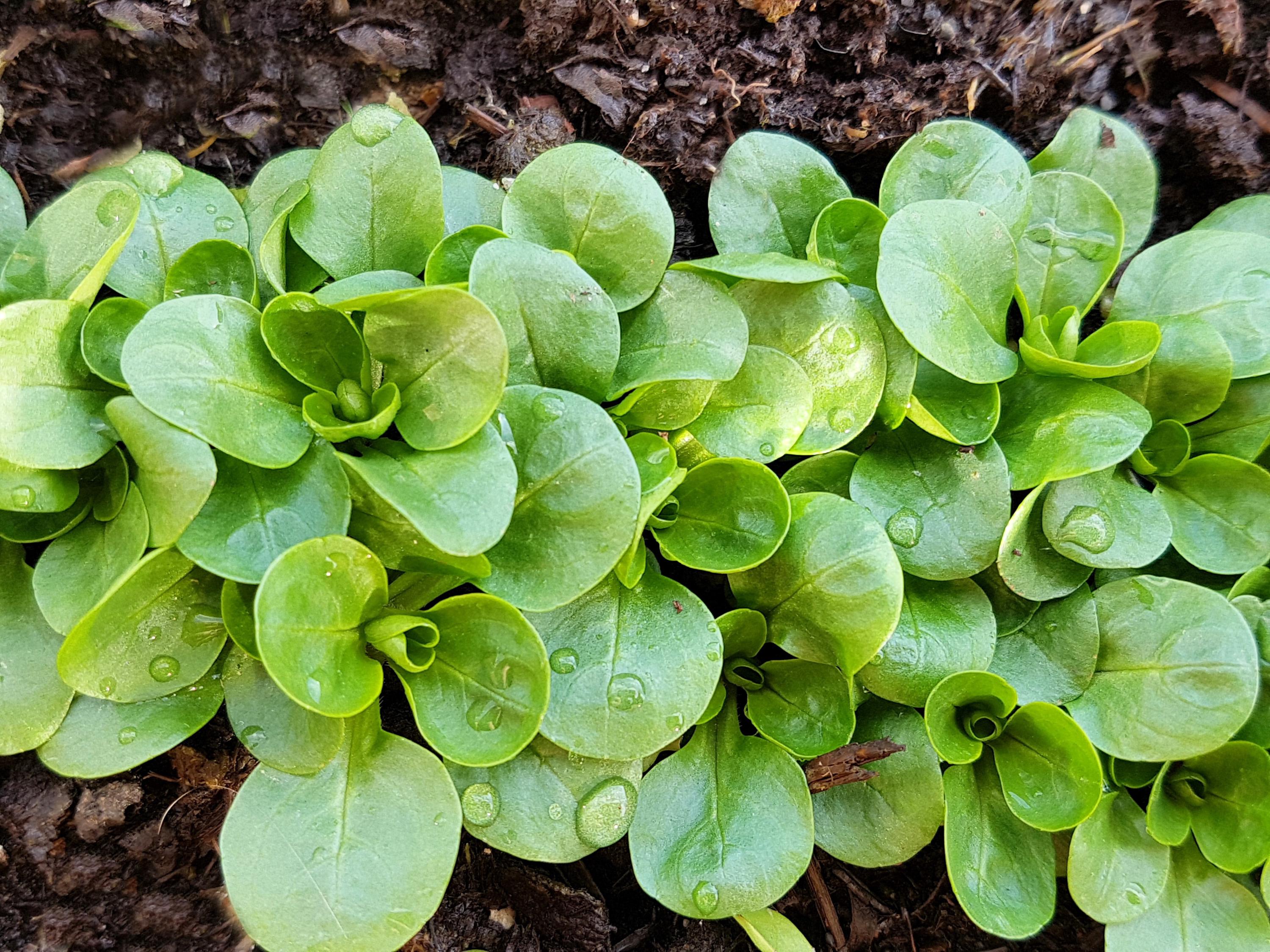 Dutch Corn Salad seeds thriving in container and raised bed gardens
