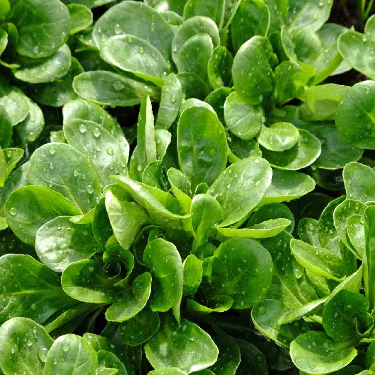 Leafy green rosettes developed from non-GMO Dutch Corn Salad seeds