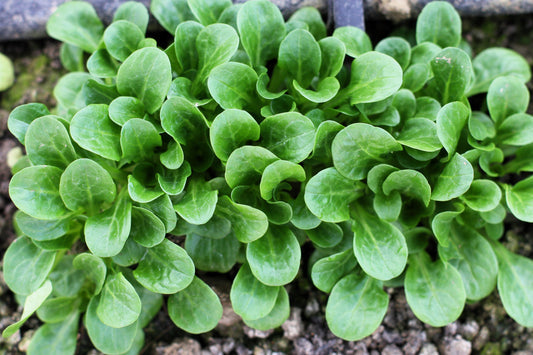 Dutch Corn Salad seeds Valerianella locusta producing tender gourmet greens**