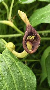 Slender Dutchman’s Pipe vine climbing on a garden trellis