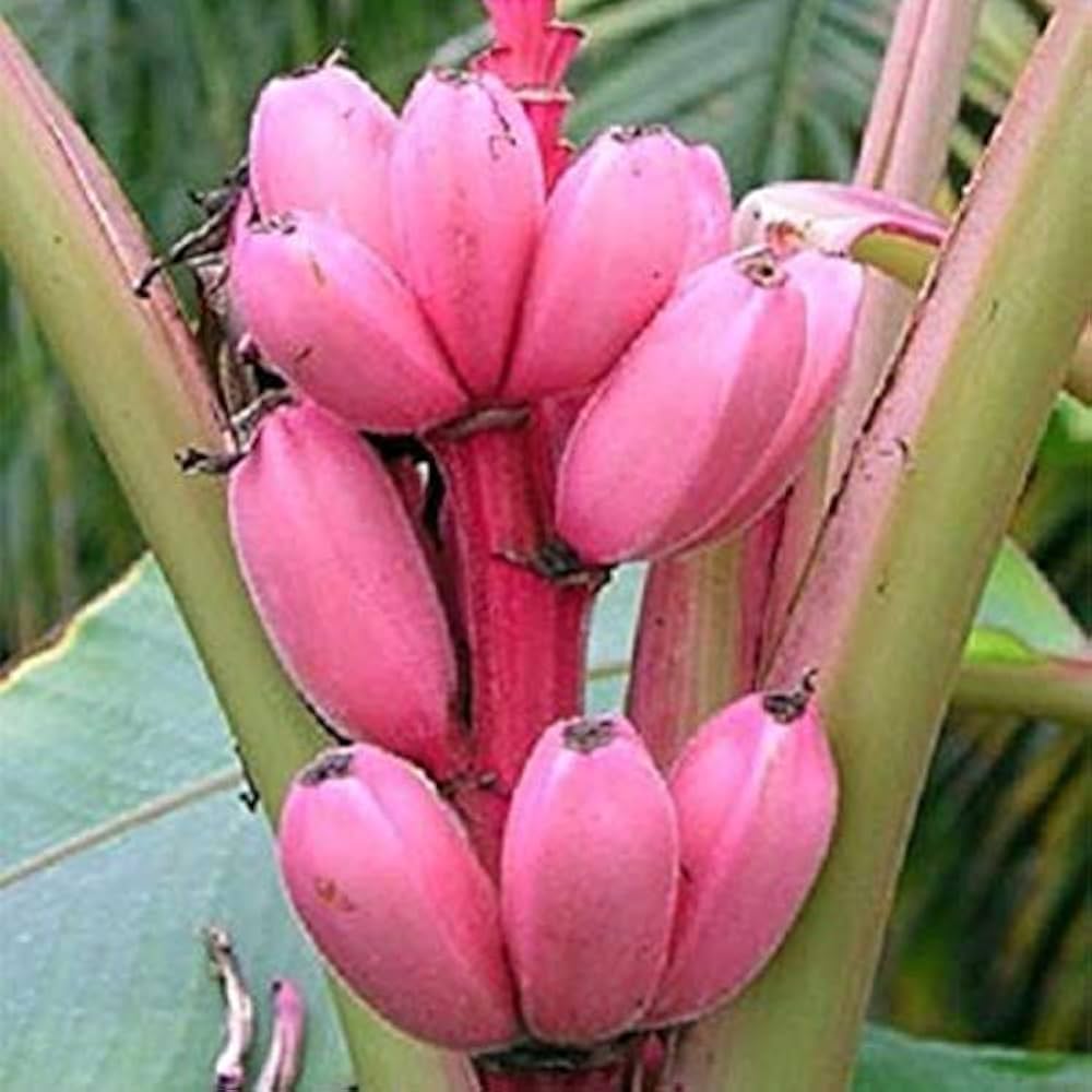 Flowering Musa velutina banana plant with pink blooms