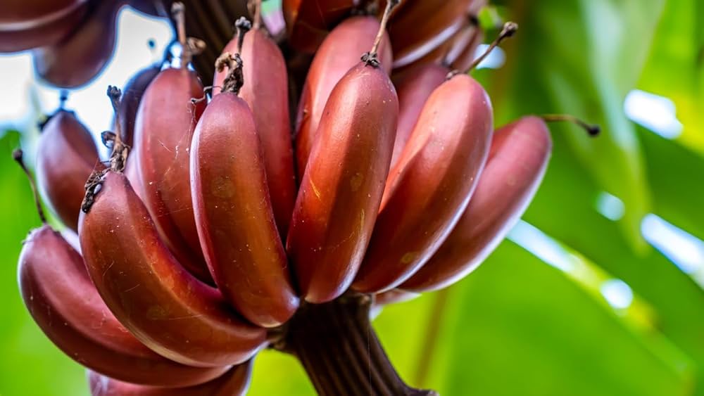 Dwarf Banana plant with ripe yellow fruit