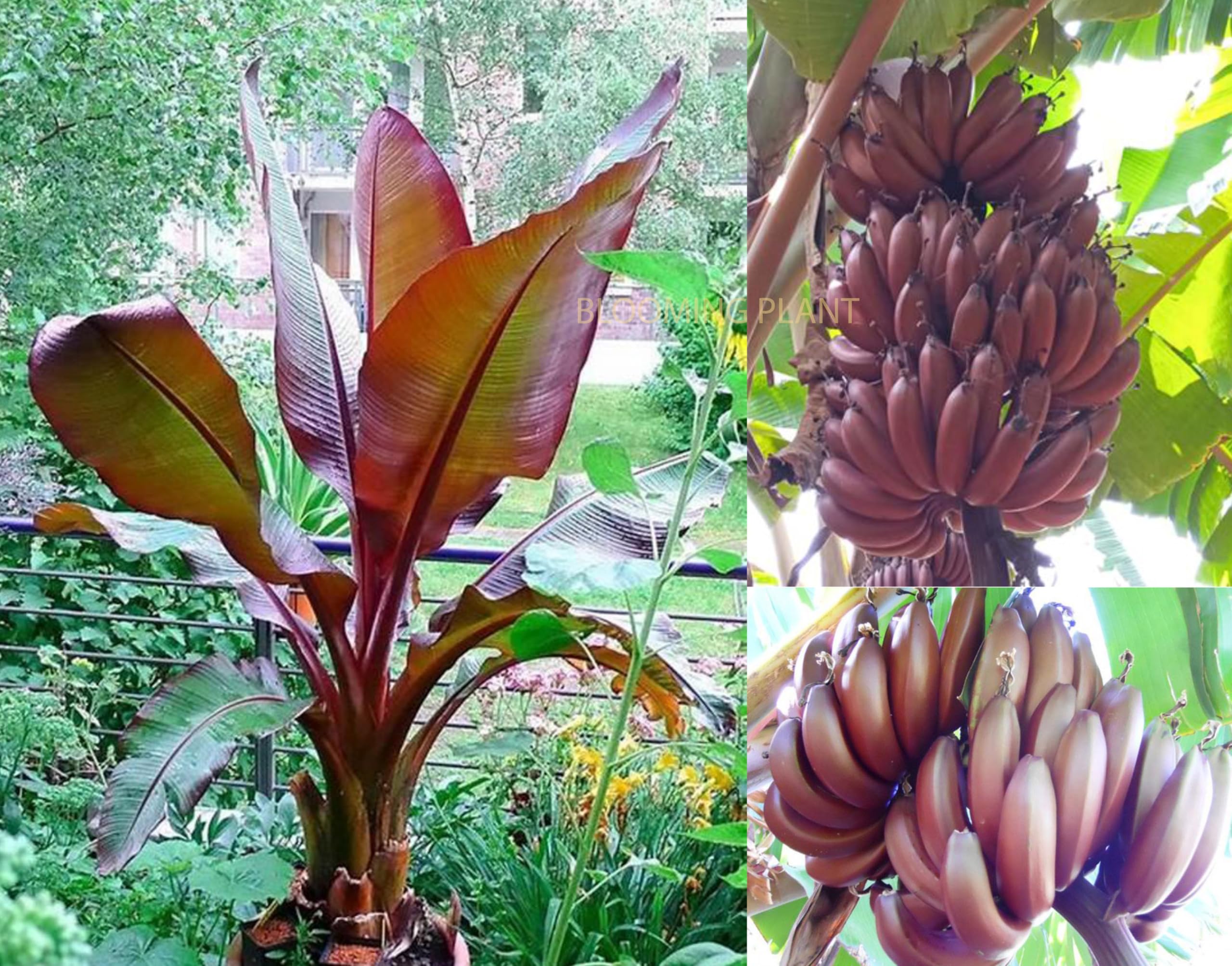 Dwarf Banana seeds for planting Musa acuminata