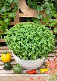 Small dense foliage from non-GMO Spicy Globe Basil seeds