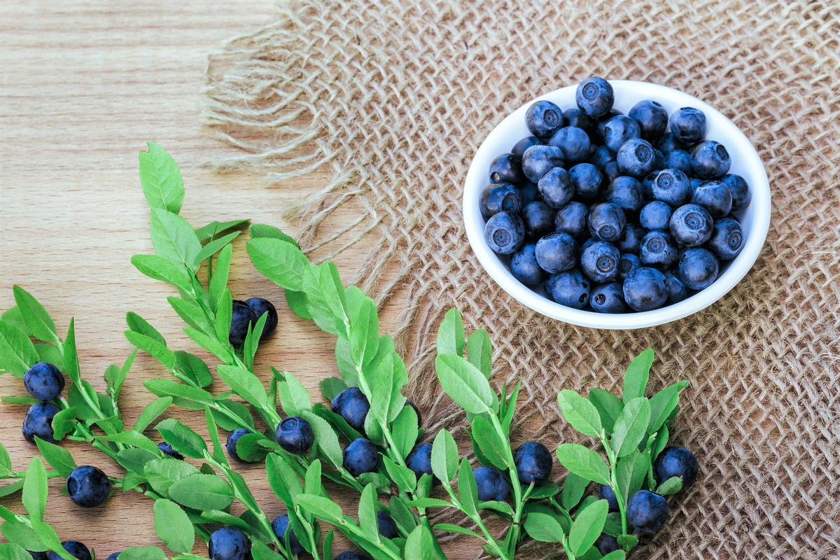 Dwarf Blueberry Seeds – Hardy Bilberry Evergreen Shrub