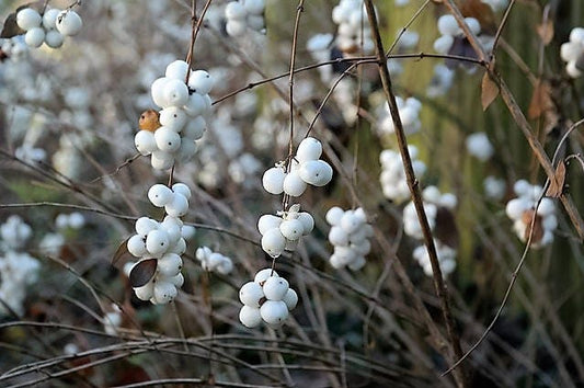 Dwarf Creeping Snowberry (Symphoricarpos mollis) shrub seeds for planting