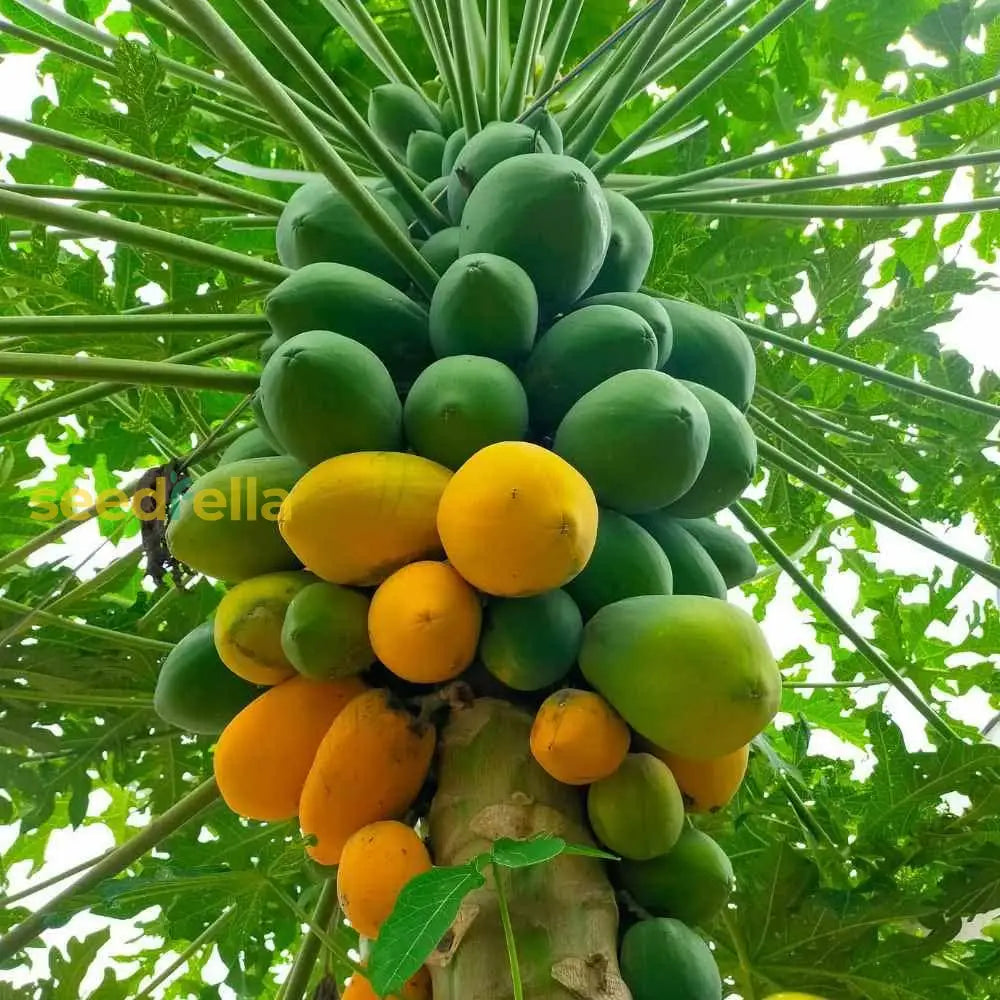 Dwarf Cylindrical Papaya Seeds For Easy Planting Fruit