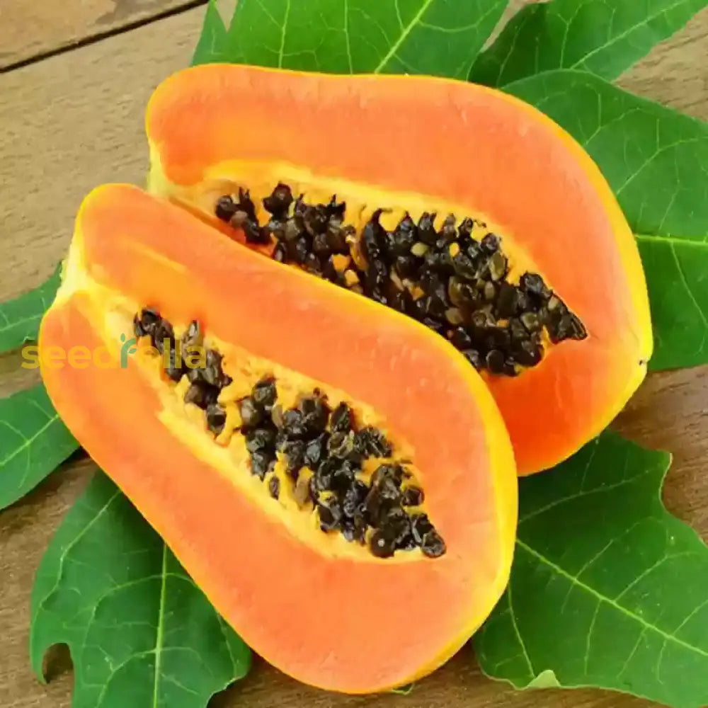 Dwarf Cylindrical Papaya Seeds For Easy Planting Fruit