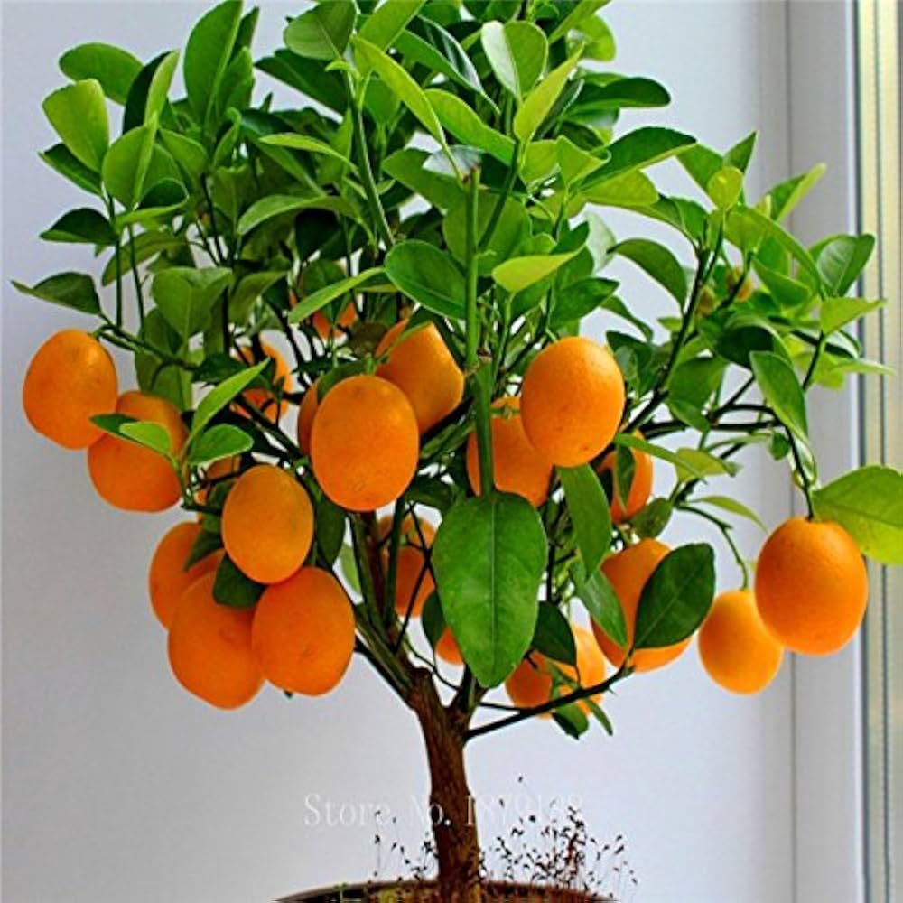 Dwarf fruit tree seeds producing edible miniature fruits in containers