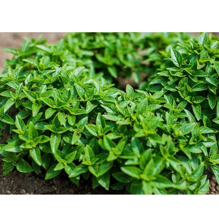 Dwarf Greek Basil compact mound grown from seeds in containers