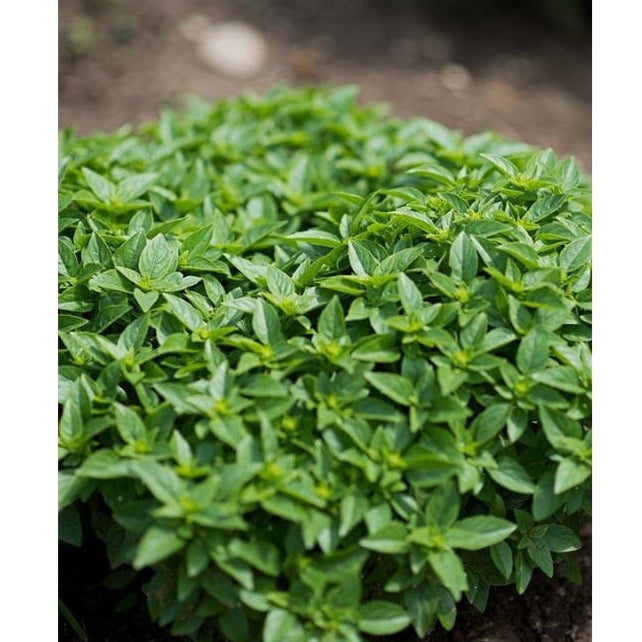 Dwarf Greek Basil seeds planting and germination instructions