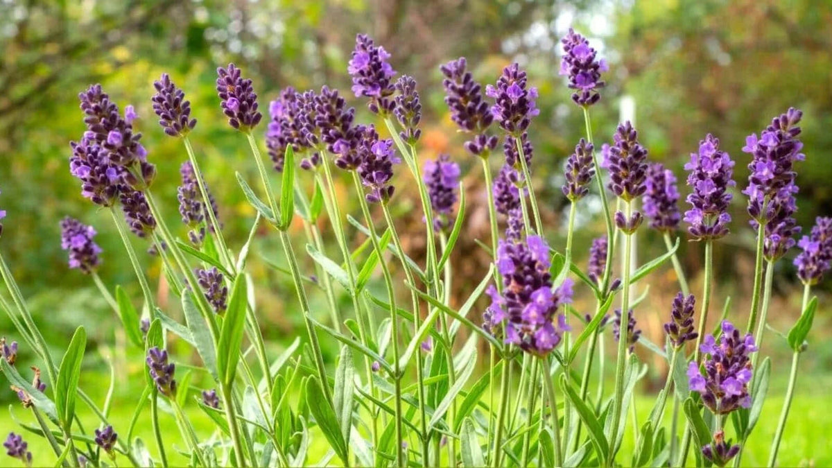 Lavender Provence Flower seeds for Planting - Cut Flower Favorite, Heirloom & GMO Free Seeds for Home Garden
 
 Sale seeds for home garden