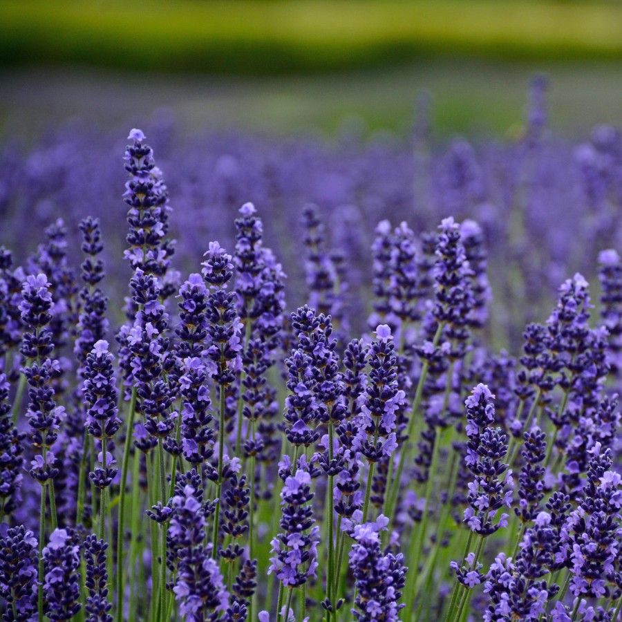 Dwarf Munstead Lavender Seedlings Growing in Pots