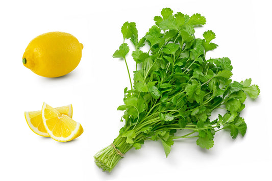 Organic Dwarf Lemon Cilantro Seeds Coriandrum sativum Aromatic Herb