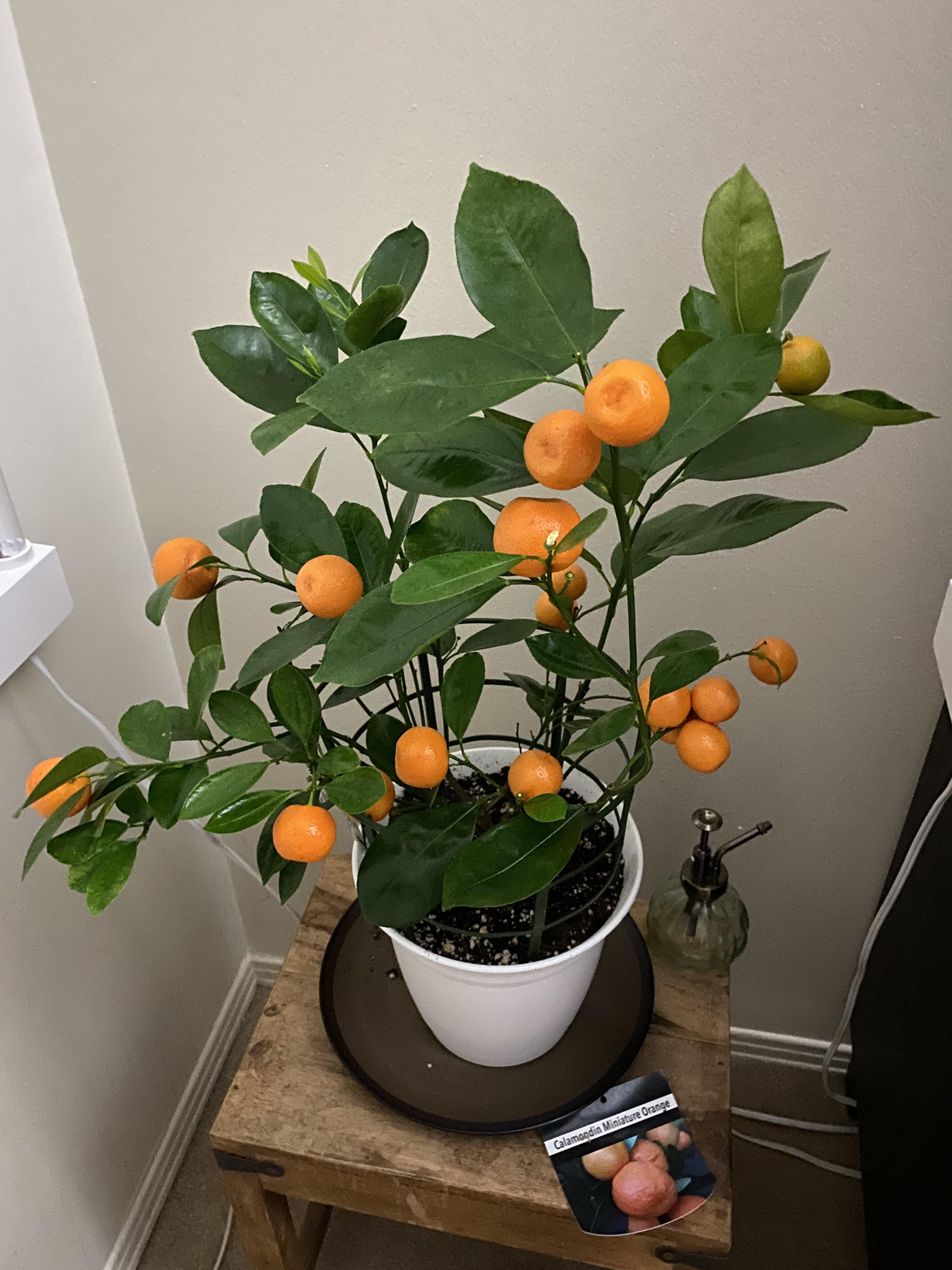 Dwarf Orange Tree Seeds for Container Planting