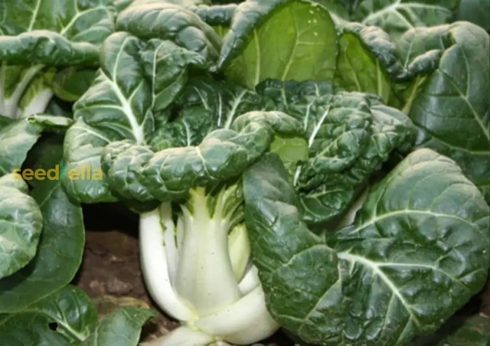 Dwarf Pak Choi growing guide