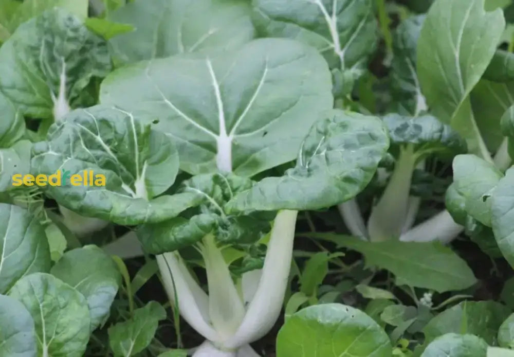 Dwarf Pak Choi Vegetable Seeds - Perfect For Planting Seeds