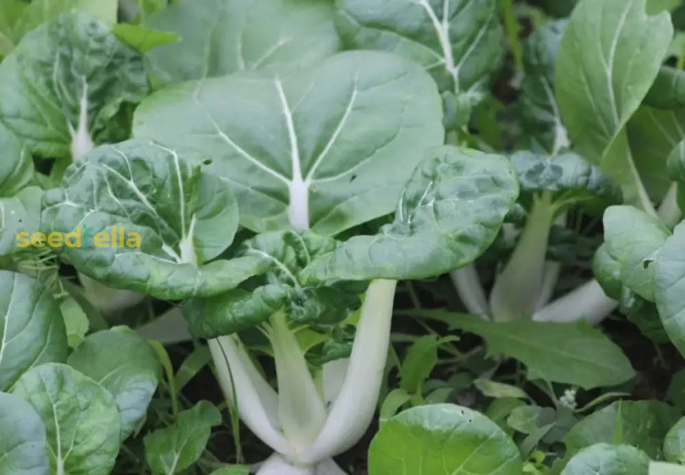 Dwarf Pak Choi Vegetable Seeds - Perfect For Planting Seeds