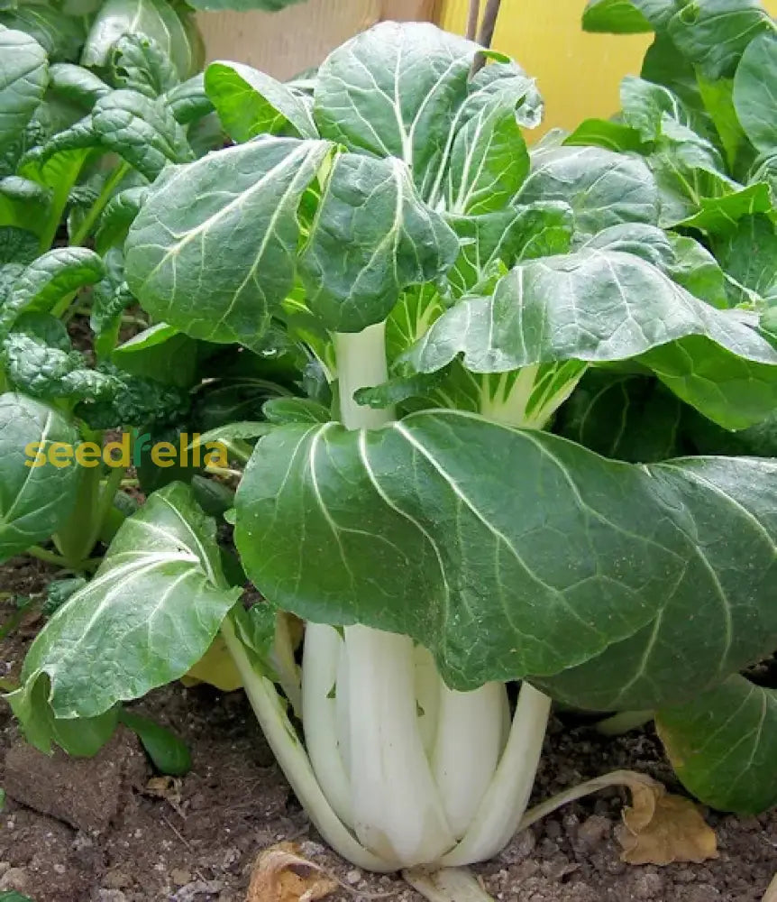 Dwarf Pak Choi Vegetable Seeds - Perfect For Planting Seeds