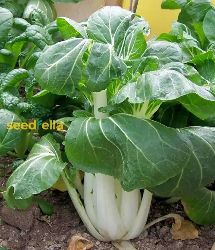 Dwarf Pak Choi Vegetable Seeds - Perfect For Planting Seeds