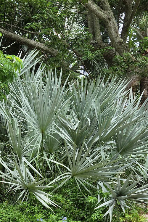 American dwarf palm tree growing in sandy landscape
