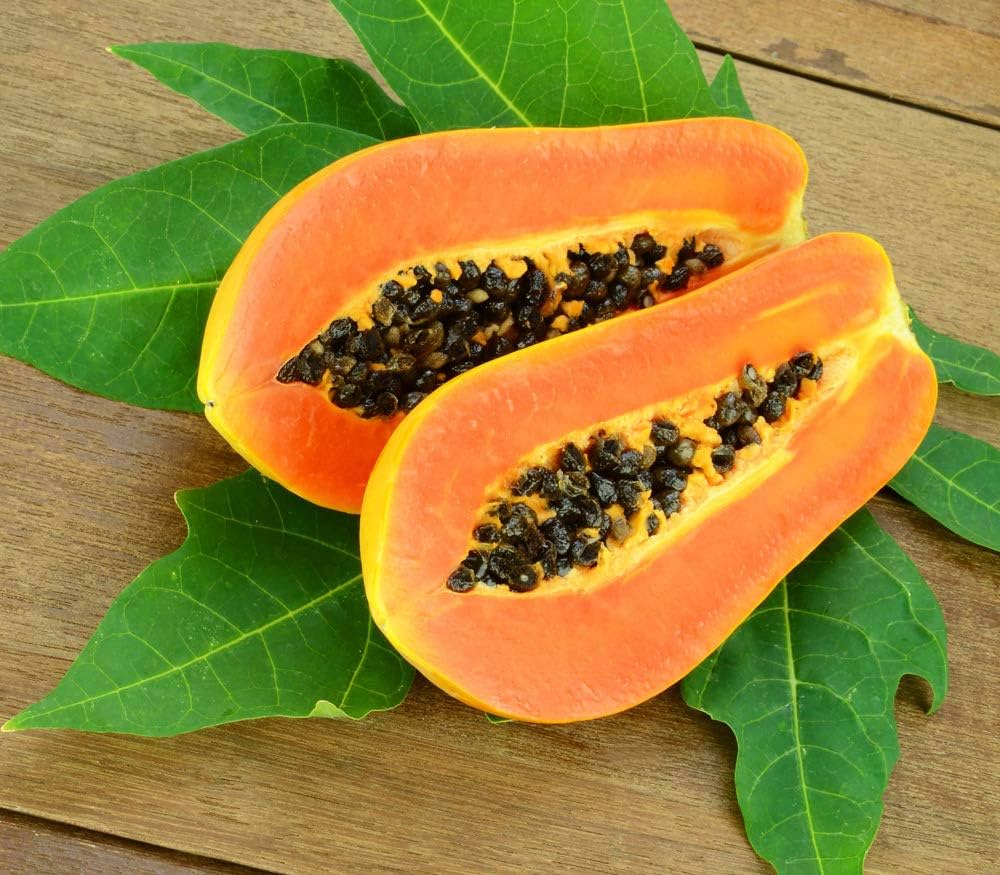 Dwarf papaya seeds for planting Carica papaya