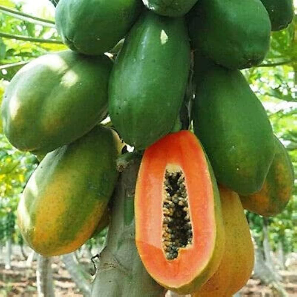 Dwarf papaya tree with ripe orange fruit