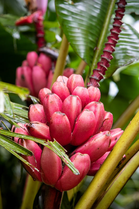 Dwarf Pink Banana (Musa velutina) seeds for planting